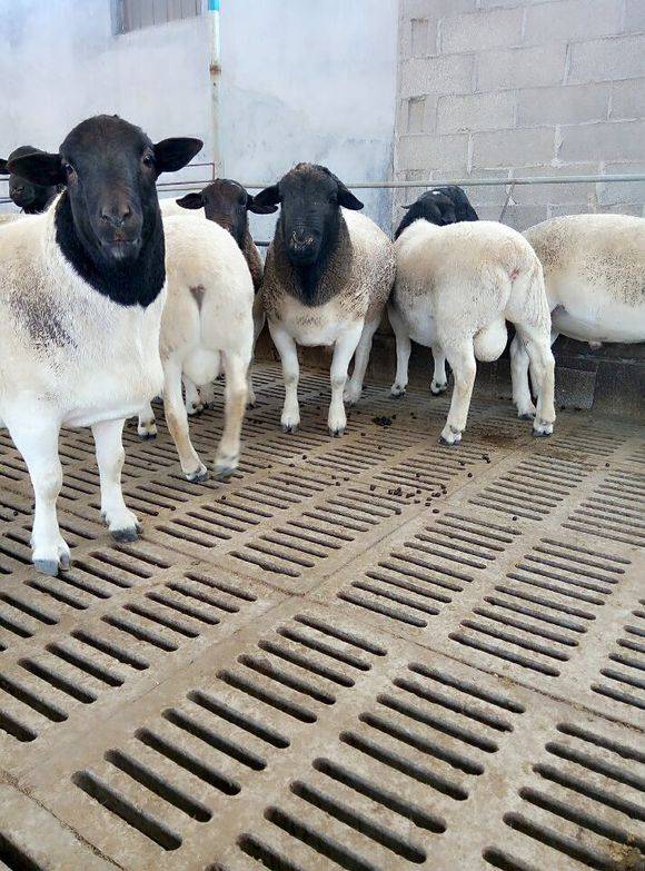 鲁西南黑头杜寒改良羊多胎多肉养殖场